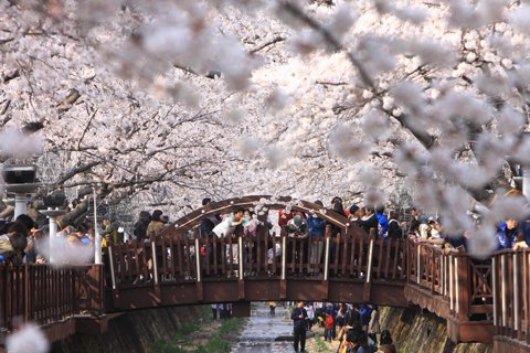 Mùa xuân - mùa hoa anh đào lãng mạn ở Hàn Quốc